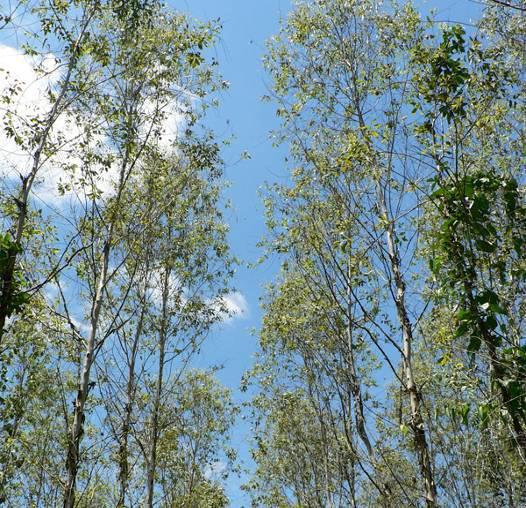3. MAJOR PATHOGENS THREAT TO EUCALYPTUS PLANTATION Leaf diseases Cryptosporiopsis eucalypti Infected shoot tips become distorted, drop their leaves,