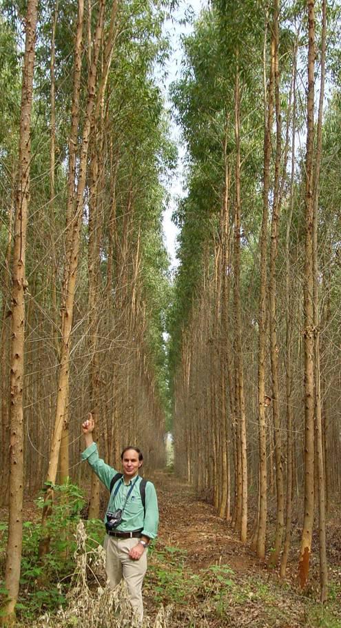 1. SITUATION OF PLANTATION FORESTS IN SE ASIA Monoculture of a single clone at high density.