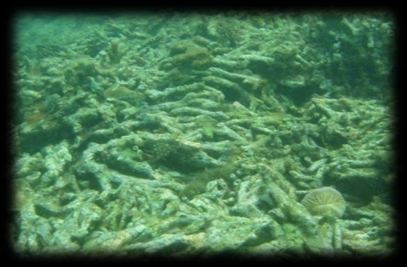 Climate Change Marine Aquaculture (Needs more