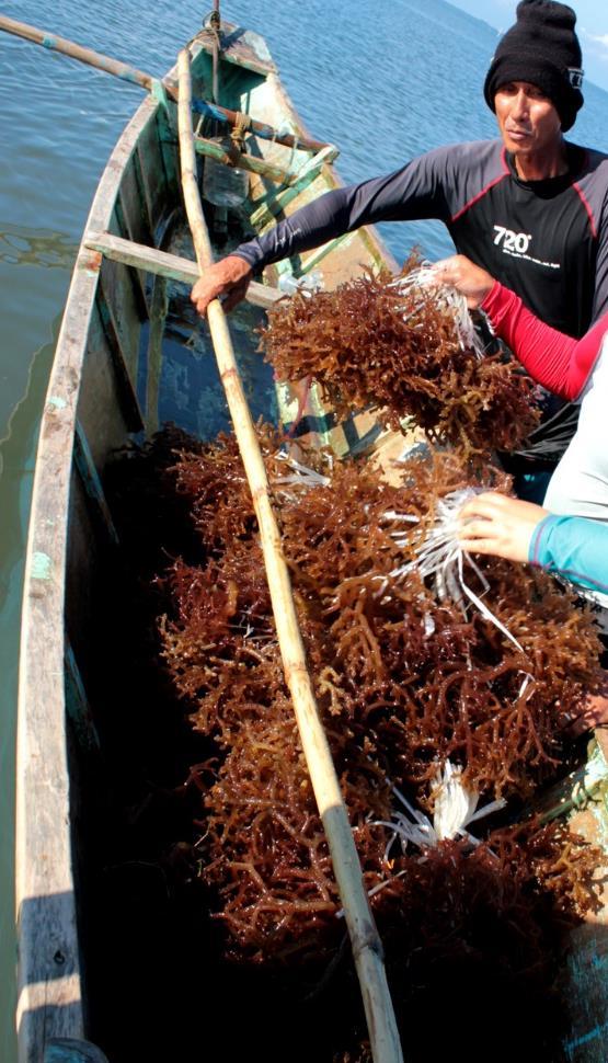 Seaweed Abundance 197 species in 20 families for green algae 153 species in 10 families for brown algae 543 species in 52 families for red algae 893 identified species in the