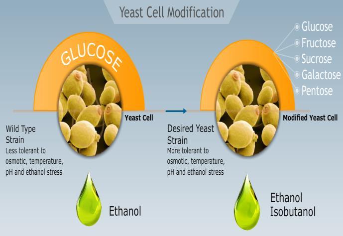 2. Yeast platform for biomolecule production - Selection of appropriate host system for biomolecules production - Synthetic biology application in metabolic pathway engineering for C5 utilization and