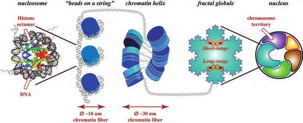 Figure 1. Packaging of DNA inside a nucleus between pairs of loci on chromatin fiber.