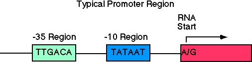 Promoters = regulatory elements upstream of coding region of gene (+1) recognized