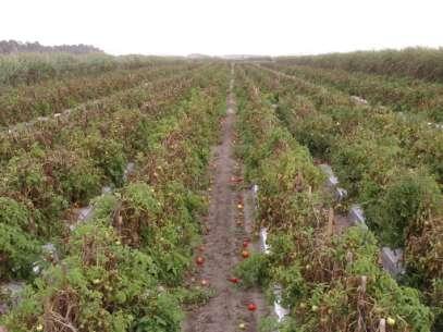 Damage Index Foliar damage 1 to 5 Fruit Damage 6 5-2% 7 2-5% 8 5-1% Late Blight