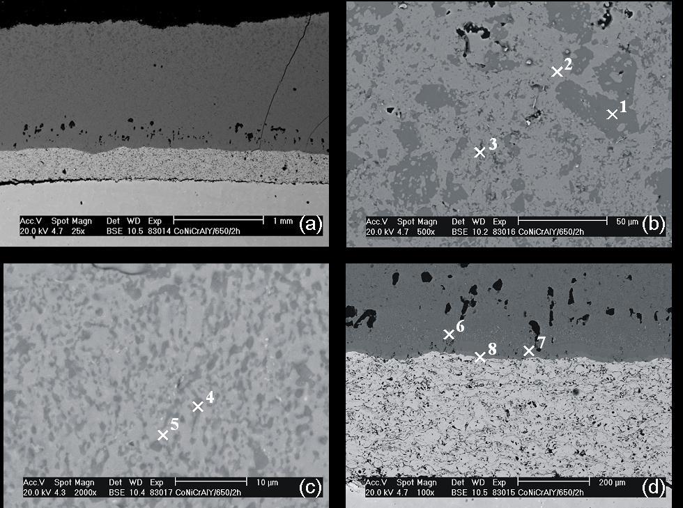More significant changes in coating system microstructure can be observed after the annealing at the temperature 650 C for 2 hrs (Fig. 3(a)).