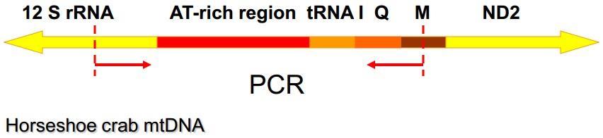 PCR The mt AT-rich region (approximate size: 650 bp) was amplified using the following primers: Hb-12S Sequence (5-3 ): GTCTAACCGCGGTAGCTGGCAC & Hb-trna