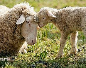 Sheep genomics Why?