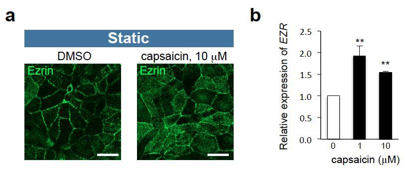 Supplementary Figure 2. Stimulatory effects of capsaicin on Ezrin re-localization and mrna expression.