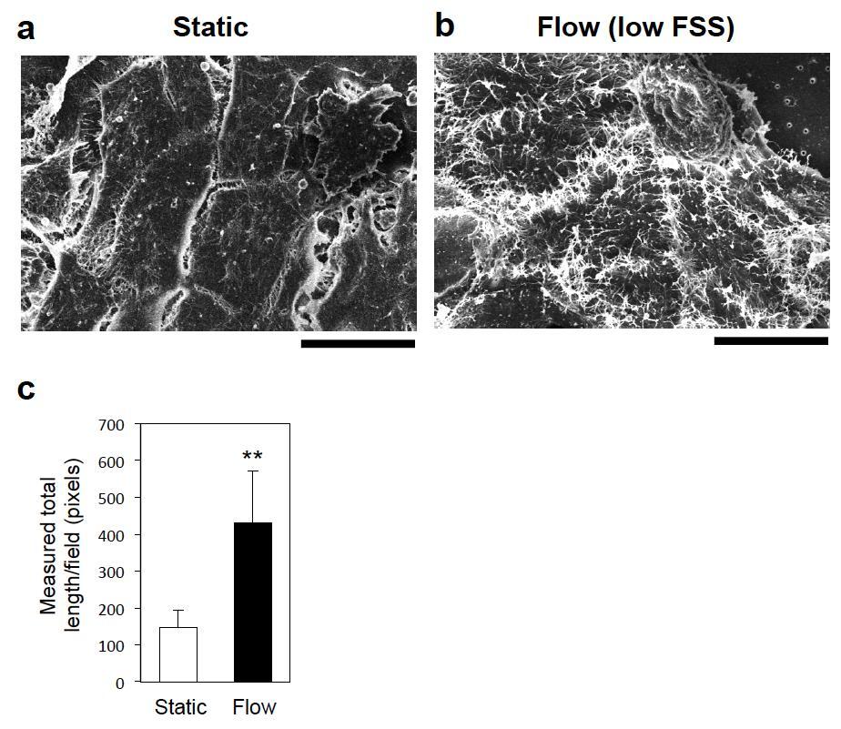 Supplementary Figure 8. FSS induces microvilli formation in BeWo cells cultured on a porous membrane scaffold. Cells were seeded on a porous polyester membrane (0.