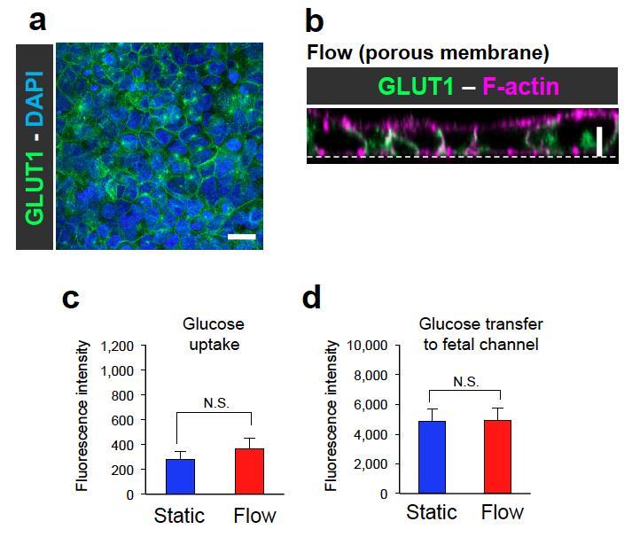 Supplementary Figure 9. GLUT1 localization and glucose transport in BeWo cells cultured on the porous membrane scaffold. Cells were seeded on a porous polyester membrane (0.