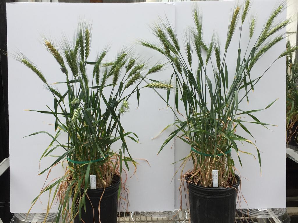 Indigo Increases Yield And Plant Health In Wheat As seen in greenhouse trials, field trials, and approximately