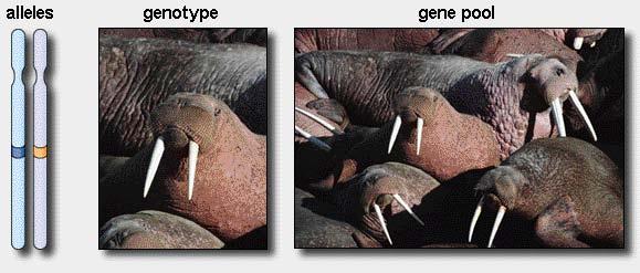 Due to different environments or genotypes But only gene differences are passed on. # of ind. in popn.