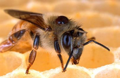 Agricultural Innovations Practical applications for sustainable agriculture Fact Sheet Sustainable Agriculture Research & Education A Sustainable Approach to Controlling Honey Bee Diseases and Varroa