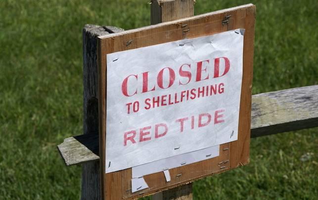 Red tide regulations for commercial shellfish Shellfish harvesting areas Quarantine zones Water samples and cell counts