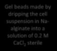 Cells Immobilization Gel beads made by dripping the cell suspension in Naalginate into a solution of 0.