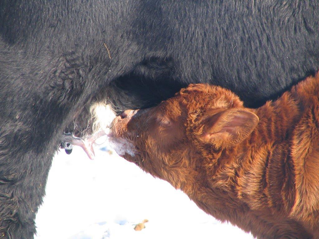 Reading EPD s Larger Number is Better: Calving