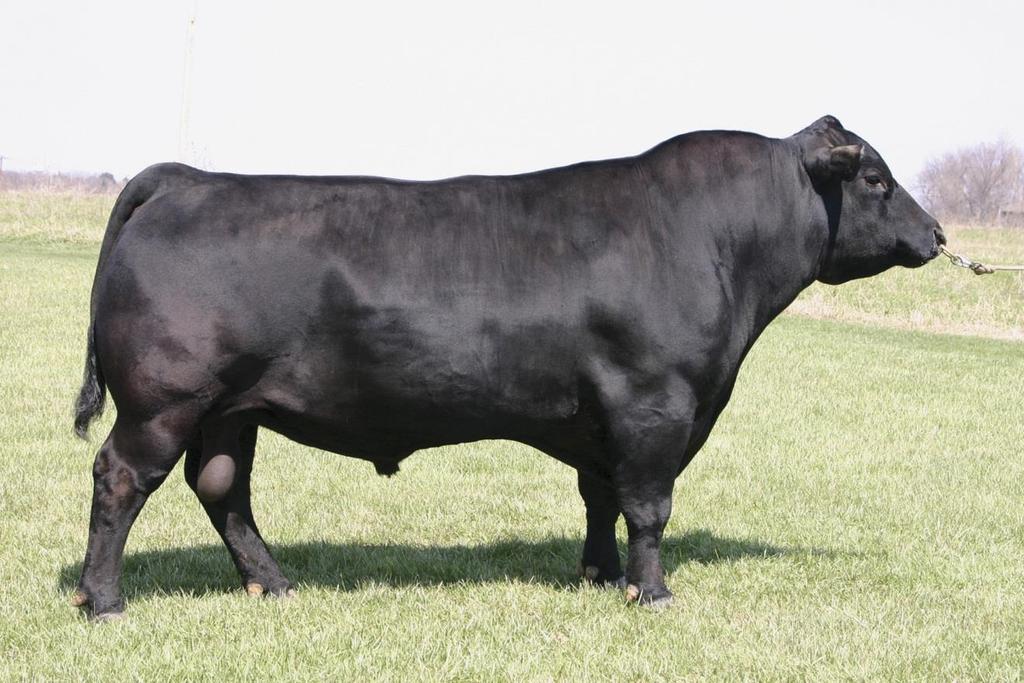 Bull # 2 Reputable Breeder