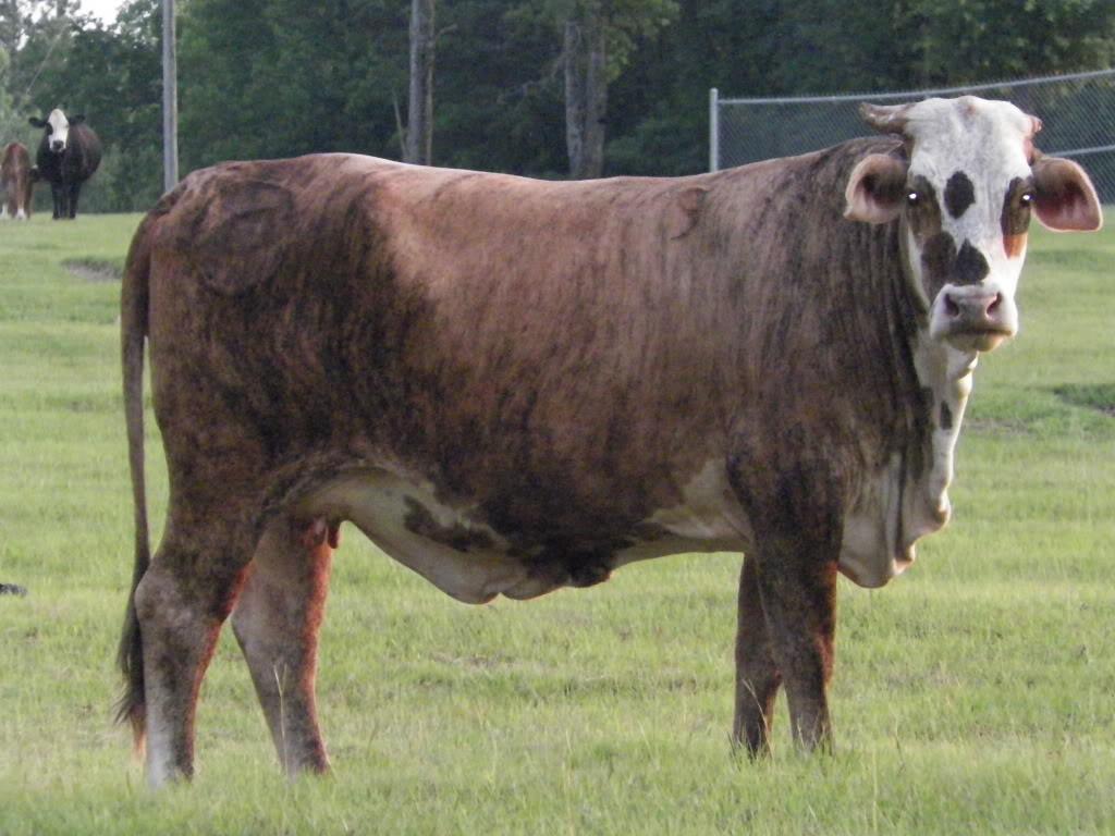 Limousin Tiger Stripe Cow: Brahman X Hereford