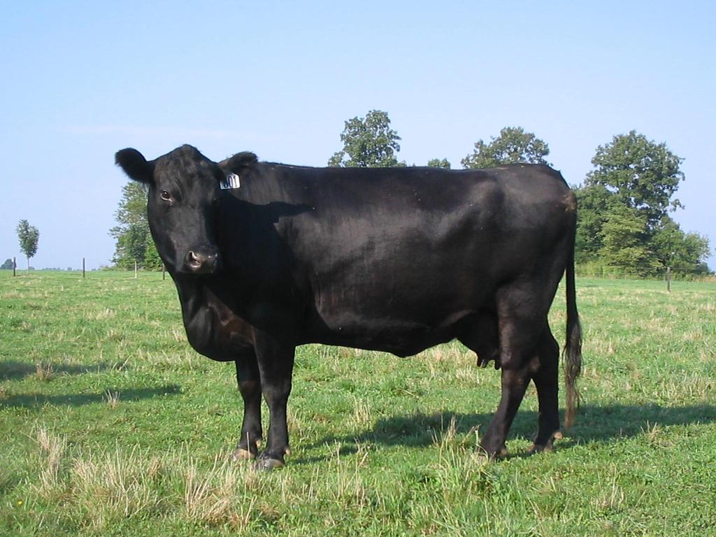 The Ideal Cow Early puberty Never misses a breeding season (1 calf/365 d) Calves unassisted Doesn t require a lot of supplemental feed Easy fleshing Converts forage to
