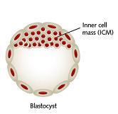 Human Embryonic Stem Cells Human Embryonic Stem Cells are derived from the inner cell mass of a preimplantation embryo at 5 days post-fertilization (= blastocyst) Pluripotent Can give rise to all