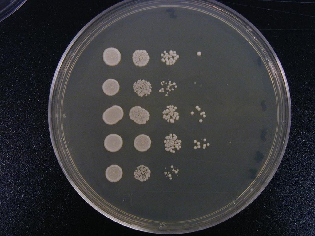 Plating for Growth Defect (serial dilution left to right)