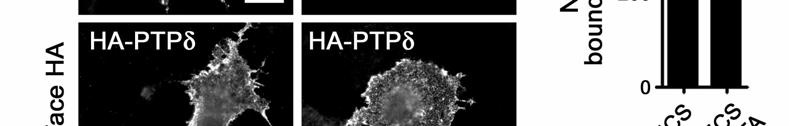 Supplementary Figure 6. Ca ++ -independent interaction between Slitrk3 and PTPδ.