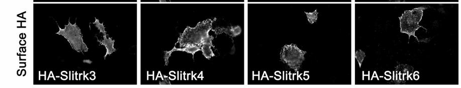 All HA-tagged proteins showed significant surface expression on COS cells.