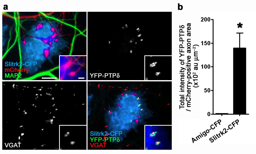 Supplementary Figure 10. Slitrk2 induces the clustering of axonal PTPδ with VGAT by trans-interaction. (a) COS cells expressing Slitrk2-CFP induced YFP-PTPδ accumulation on contacting axons with VGAT.