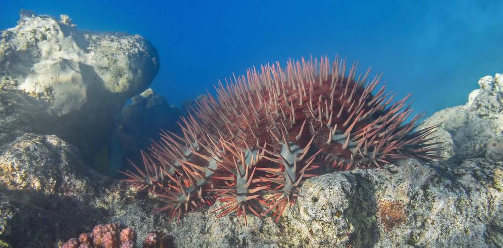 of 4 3/11/2016 10:18 AM Academic rigour, journalistic flair November 3, 2016 6.07am AEDT Coral-eating crown-of-thorns starfish are helped by nutrient runoff. Crown of thorns image from www.
