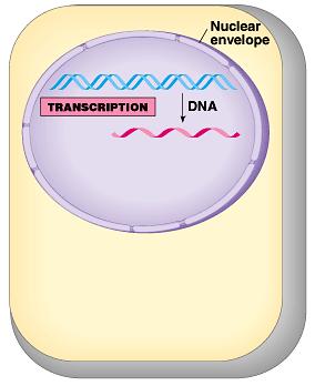 Transcription Making mrna from DNA DNA strand is the