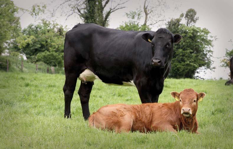 Cattle Needs Gestation Length 283 days (9 months) Birth to weaning 7 to 8