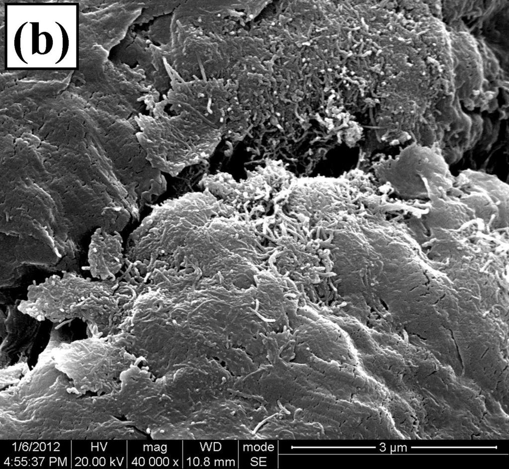 SI3 SEM photographs of the surface morphology of the nascent UHMWPE particles with a layer of CNTs (a) and CNT/HDPE