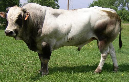 DOUBLE-MUSCLED PIEDMONTESE BULL Caused