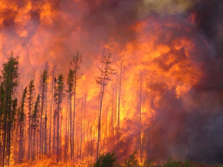 Do bark beetle outbreaks influence other forest disturbances such as wildfire? Research suggests there is NOT a direct correlation between bark beetle-caused tree mortality and large wildfire.