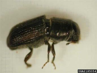 beetle Dendroctonus