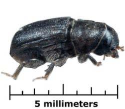 beetle D.