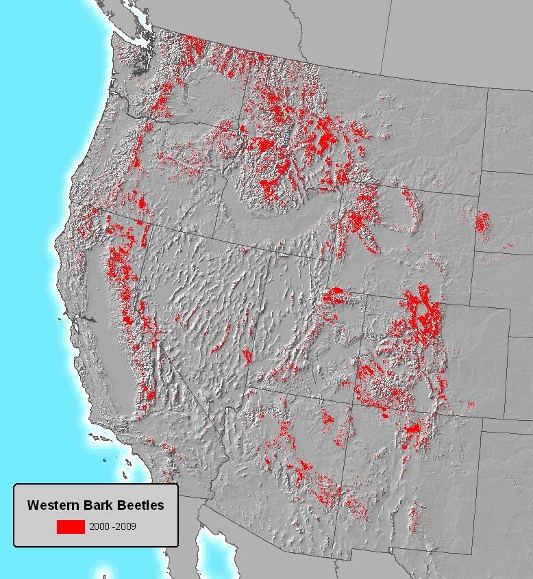 Native bark beetles have affected > 63 million acres in the western US over the past decade