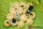 Predators, parasitoids, parasites, microbes Biological Control Classical importation and release of