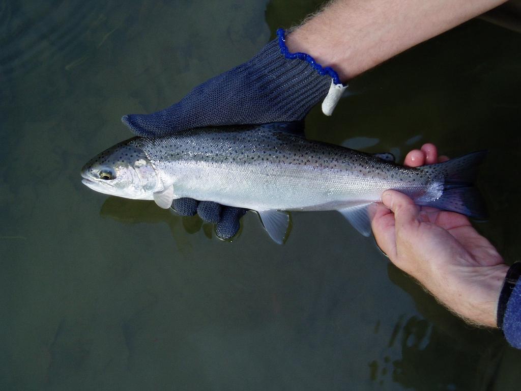 EPT bugs are an essential part of sport fish diet, like this rainbow trout from the Nottawasaga River. A decline in EPT bugs affects fish populations and opportunities for fishing.