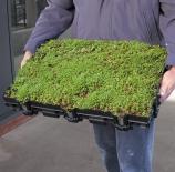 is a complete extensive green roof system in a modular tray, ensuring excellent planting quality with simplicity of