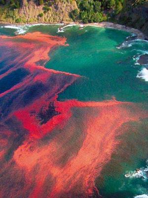Background Subset of algae can release toxins 85 toxic microalgal species have been documented Harmful algal blooms Influenced by environmental variability (e.g., nutrient enrichment, temperature, light intensity, etc.