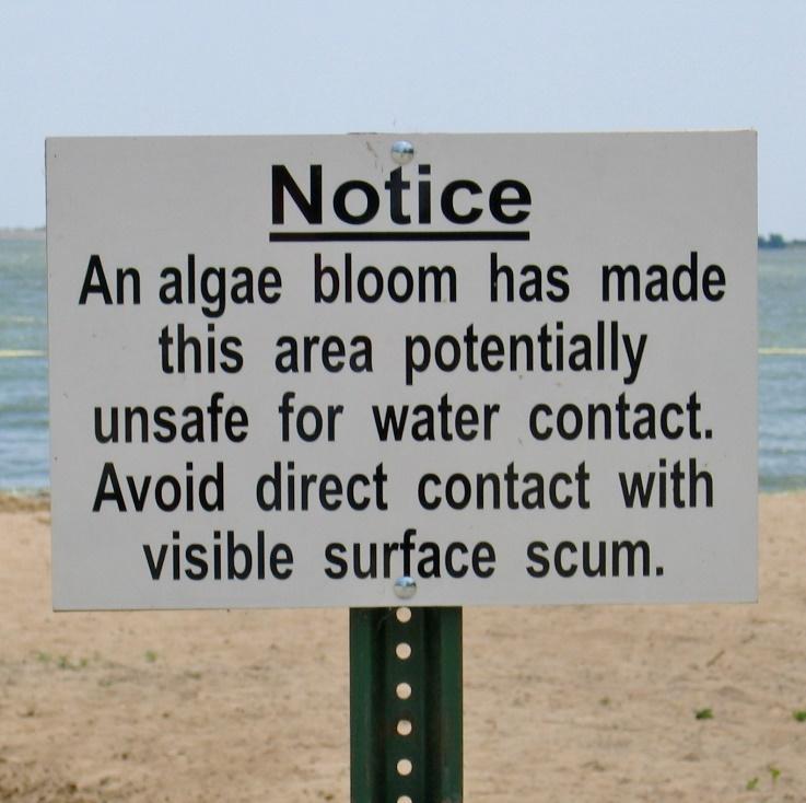 Background Recreational water exposure to harmful algal species Existing literature has focused on freshwater harmful algal blooms.