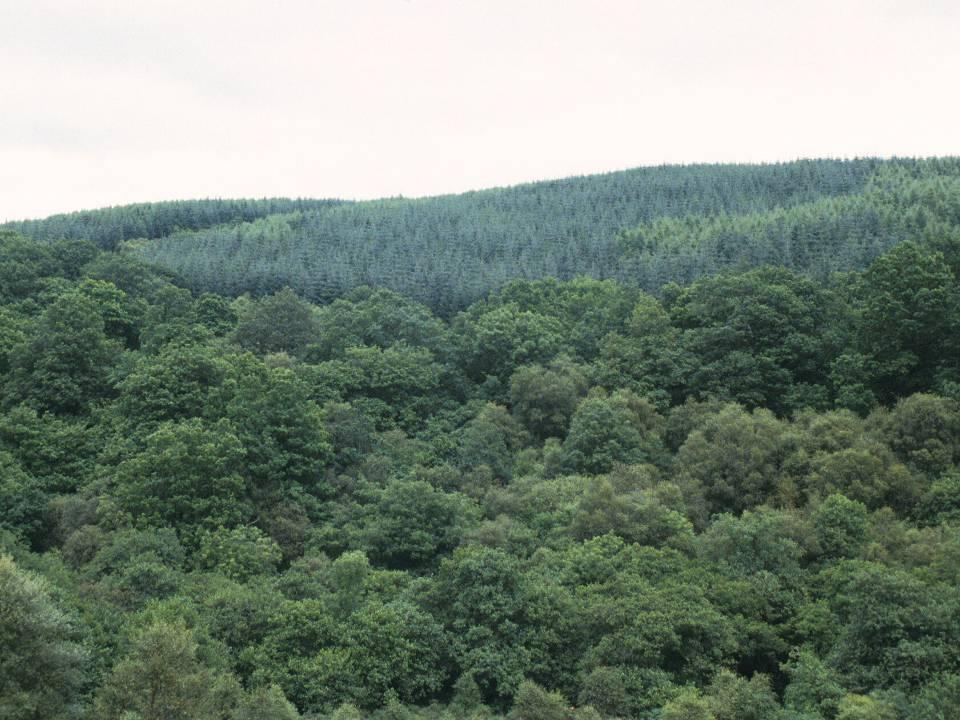 Oak forest remnants in