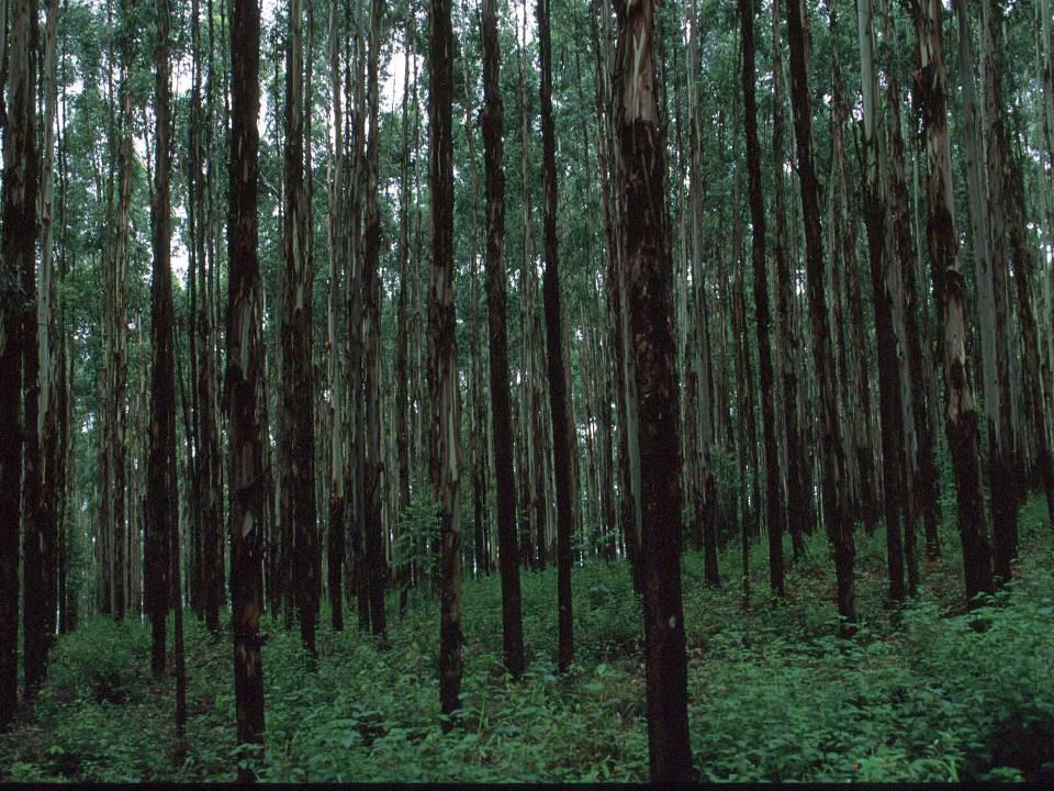 Eucalyptus,