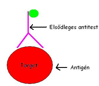 Labeling with specific antibodies (immunfluorescent, immunhistochemical labeling) The antibody binds to the surface of the recognized molecule with high affinity. Monoclonal and polyclonal antibodies.