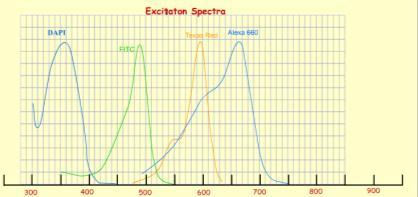 The emission spectrum Fluorescent emission spectrum Originates in the transition from the lowest vibrational level of the first singlet excitation state to one vibrational level of the ground state.