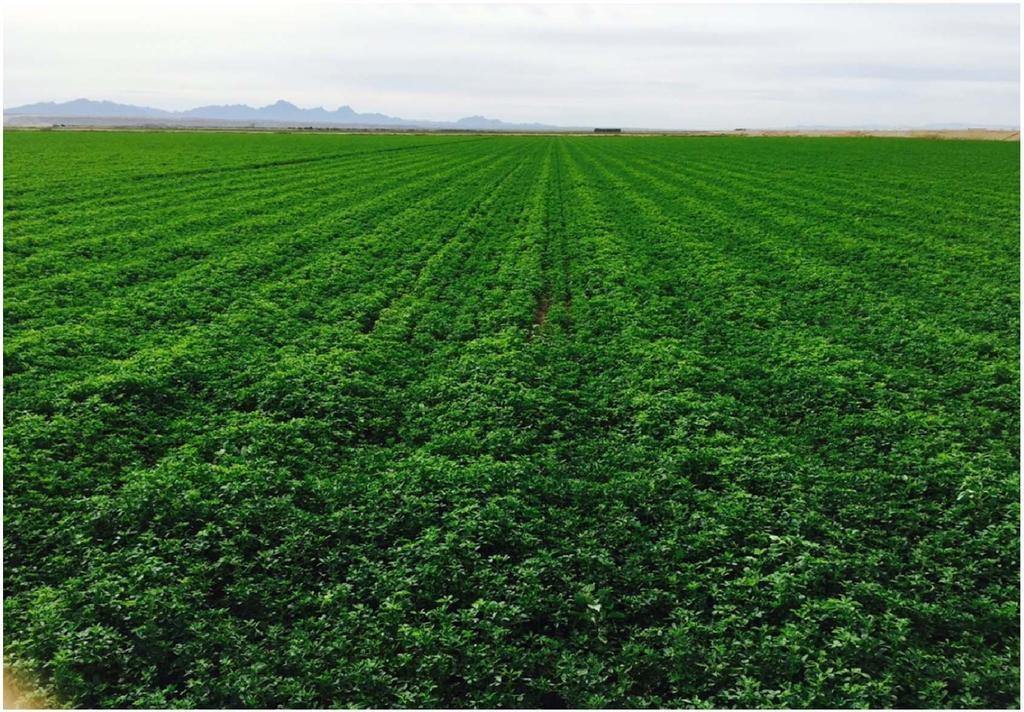 Promises and Pitfalls of Adapting New Technology Studies on Subsurface Drip Irrigation (SDI) in Alfalfa What we ve learned to date. Daniel H.