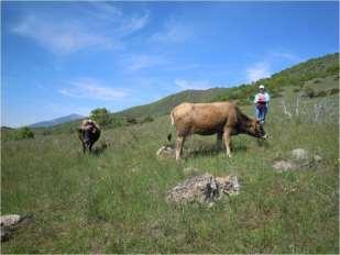Best practices in grazing management Local animal breeds Autochthonous
