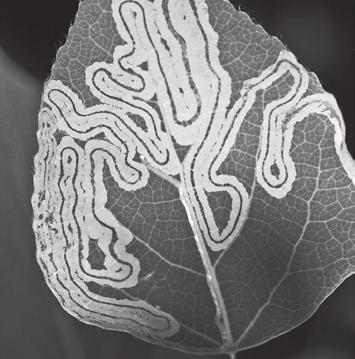 10 6 Fig. 6.1 shows the life cycle of an insect pest called a leaf miner. Adults pierce the leaves to feed on the sap and to lay their eggs inside the leaf.