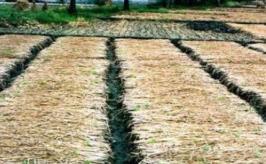 (mulching and reduction soil tillage >> increase WUE) Introduction